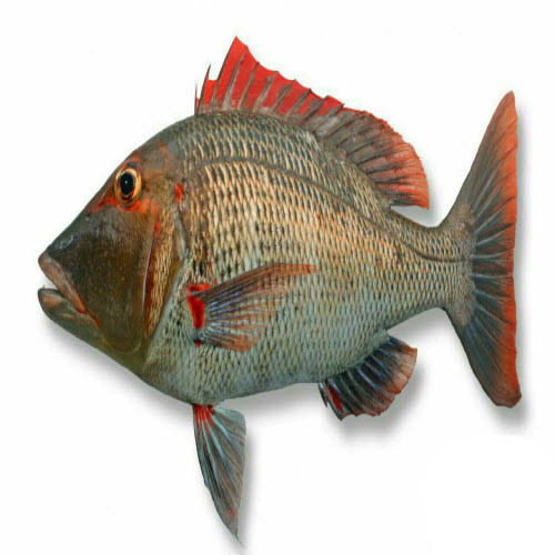 ماهی شعری ( گدیر ) ماهی شعری ( گدیر )