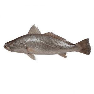 ماهی شوریده کوچک Shoorideh 500x500 1 300x300 - ماهی شوریده کوچک