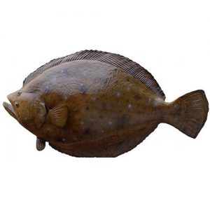 ماهی کفشک درشت flounder 300x300 - ماهی کفشک درشت