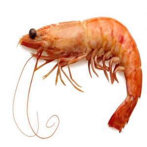 شاه میگو سایز ۱۵-۲۰ king Shrimp 300x300 - شاه میگو سایز ۱۵-۲۰